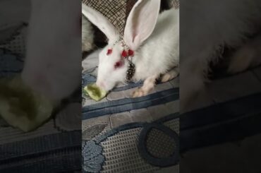 Cute #rabbit #bunny #shorts #vlog #baby video #chubby #bunny #shortvideo