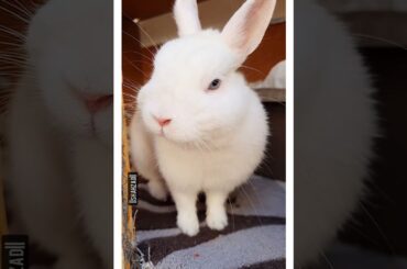 Cute rabbit baby eating with music #rabbit #shorts #shahzadmehar