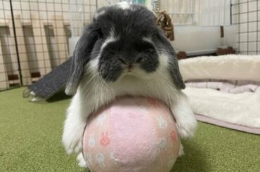 Cute and Funny Baby Bunny Rabbit Playing