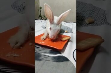 Cute #rabbit #bunny #shorts #vlog #baby video #chubby #bunny #shortvideo