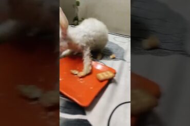 Cute #rabbit #bunny #shorts #vlog #baby video #chubby #bunny #shortvideo
