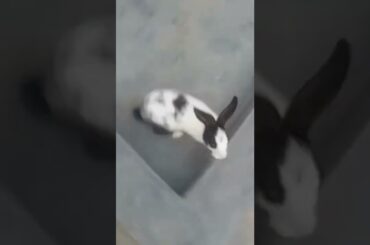 How to Make Cute Rabbit Babies #viral #short #rabbit #shortsviral #youtube #cute #dailytarotreading