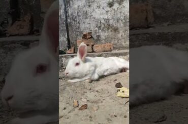 My cute rabbit playing with soil....so sweet...||FUN RABBIT||
