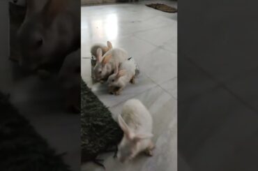 #Rabbits #shorts #cute #bunny #baby #shorts
