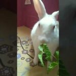 RABBIT, OMG Animals SOO Cute! AWW Cute Baby animals,CUTEST Moment of the Animal Planet