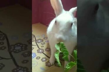 RABBIT, OMG Animals SOO Cute! AWW Cute Baby animals,CUTEST Moment of the Animal Planet