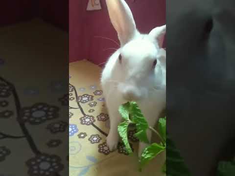 RABBIT, OMG Animals SOO Cute! AWW Cute Baby animals,CUTEST Moment of the Animal Planet