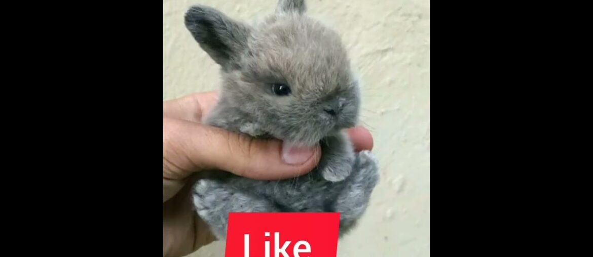 Do you love bunny? #bunny #rabbits #cuterabbit cuterabbit #babyrabbit babyrabb #rabbits