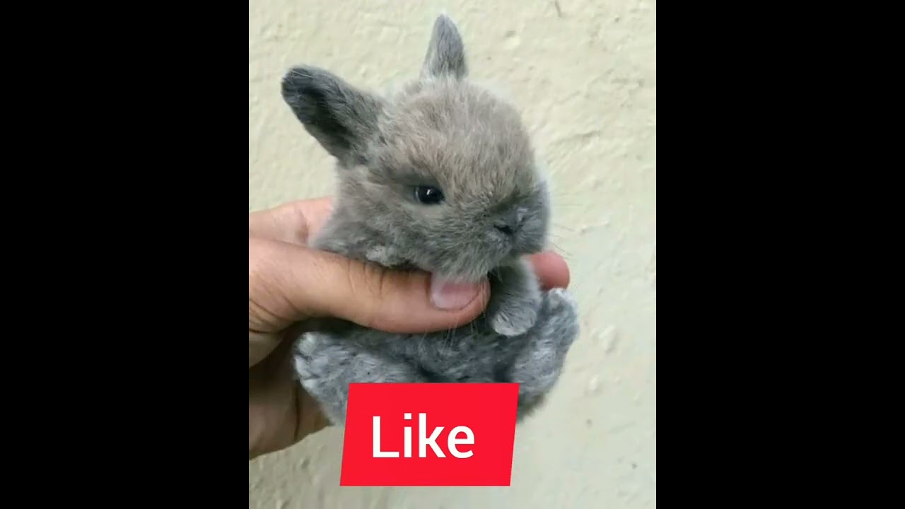 Do you love bunny? #bunny #rabbits #cuterabbit cuterabbit #babyrabbit babyrabb #rabbits