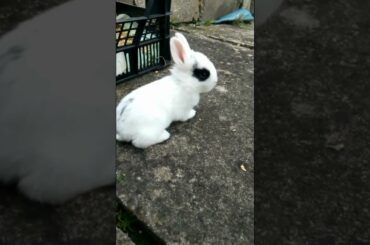 CUTE BUNNY FUNNY MOMENTS CLIPS