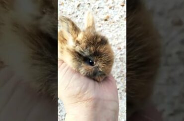 AMAZING SO COOL BABY BUNNY