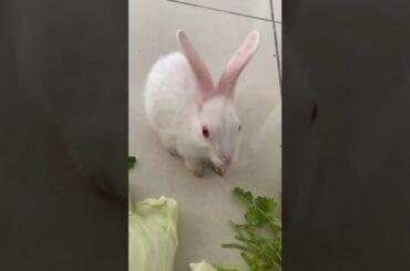 Do you think rabbits are cute?#rabbit #baby #bunny #cutest #beautifulbunny#2022