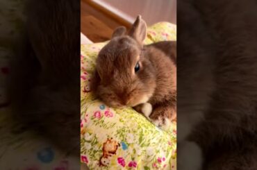 Cute rabbit #shorts