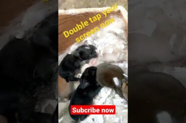 Cute Bunny Video #cuteanimals #viral #shorts