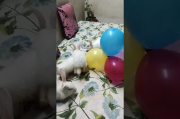 Cute #rabbit #bunny #shorts #vlog #baby video #chubby #bunny #shortvideo