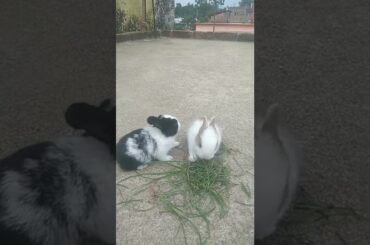 cute rabbit baby feeding / funny animal /amazing rabbit facts #shorts