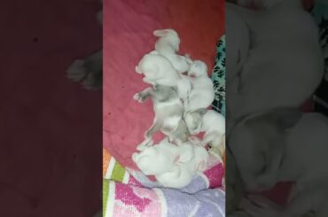 cute Baby Rabbit