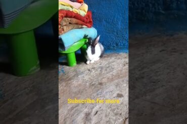 Cute Rabbit Short Video | Rabbit | #shorts