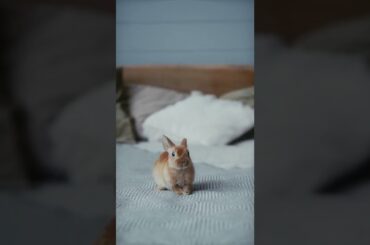 Cute Bunny Grooming Himself