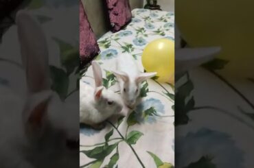 Cute #rabbit #bunny #shorts #vlog #baby video #chubby #bunny #shortvideo