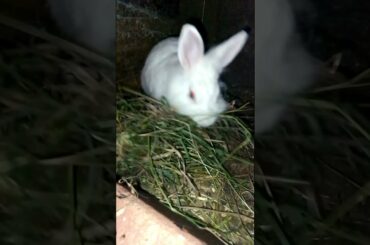 Cute Rabbit Making A Nest Video