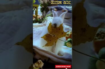 A Cute Bunny Chewing Leaf