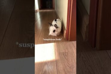 Bunny needs to Cross the ‘Dangerous’ Hall to get to the Food! | Lily Bobtail