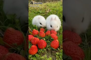 cute rabbit's