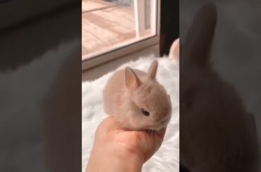Cute Baby Rabbits Video #short #shorts #rabbit #cuteanimals #animal #animals #pet #pets #rabbits