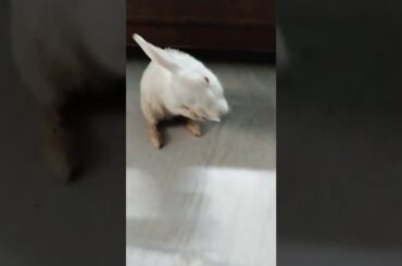 #chubby#bunny#cute#small#baby#rabbits#bunnies#shorts