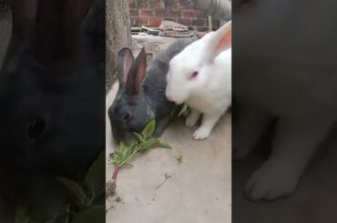 cute bunny#shorts #bunnyrabbit