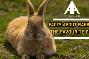 Cute Bunny Facts - Rabbits ' The Favourite Pets'