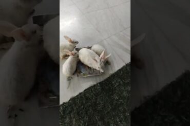 Cute #rabbit #bunny #shorts #vlog #baby video #chubby #bunny #shortvideo