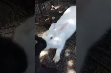 cute baby bunny #shorts