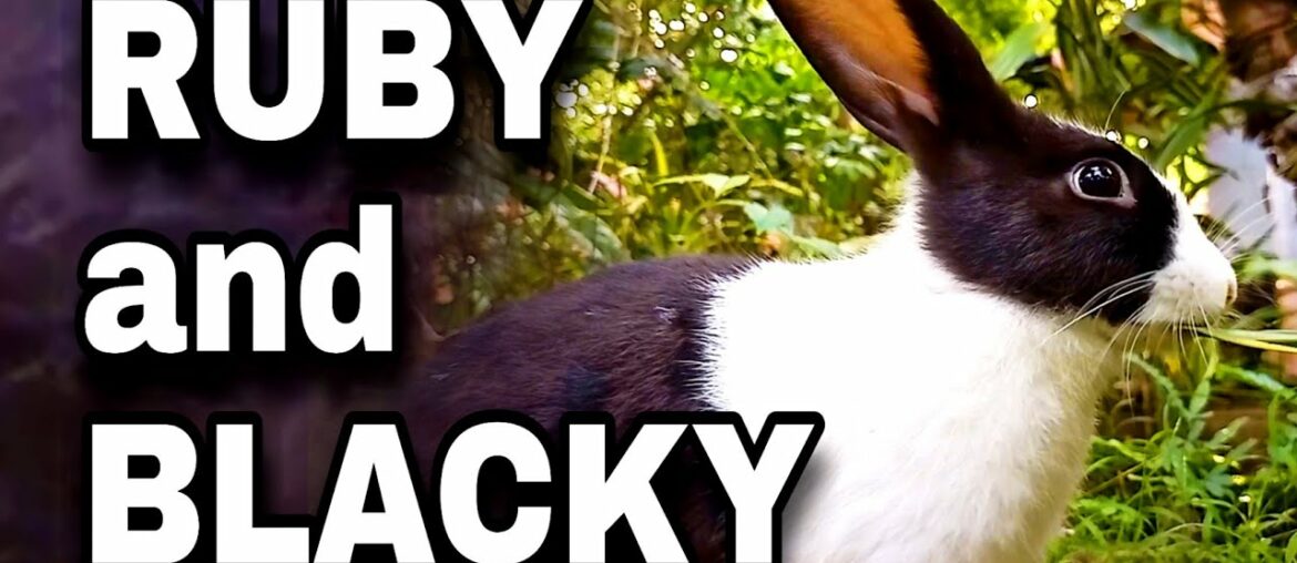RUBY & BLACKY | Funny Baby Bunny Rabbit Videos | Rabbits Compilation - PET SL