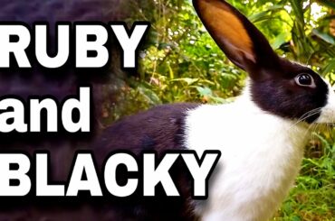RUBY & BLACKY | Funny Baby Bunny Rabbit Videos | Rabbits Compilation - PET SL