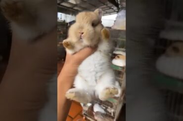 cute baby bunny #shorts