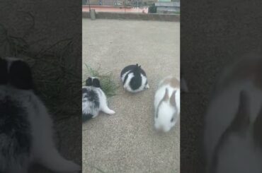 cute rabbit baby feeding / funny animal /amazing rabbit facts /star 2max #shorts