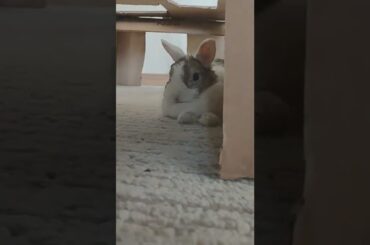 Whats up little cute Bunny?