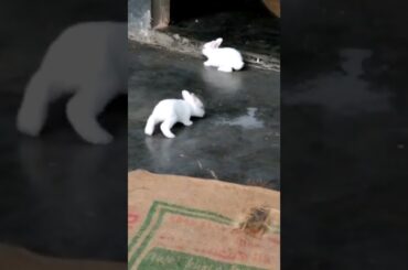 Cute bunny##khorgosh ##rabbit ##Asad & Pets