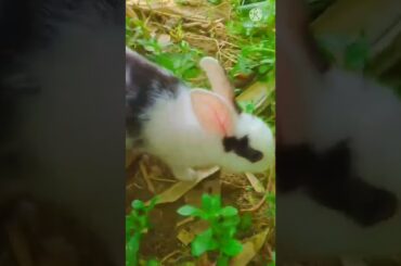 cute rabbit #shorts