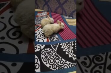cute bunny's