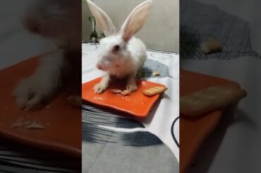 #chubby#bunny#cute#small#baby#rabbits#bunnies#shorts
