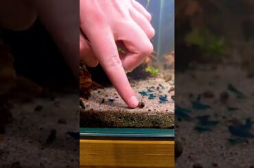 Helping a baby rabbit snail back up! #snail #aquarium #cute