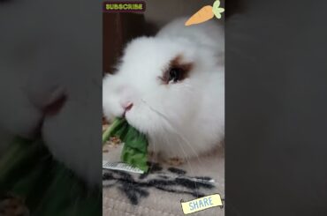 Big Cute Bunny likes to become Popeye by eating spinach! Aww~@8@