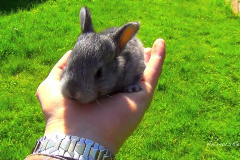 Cute Baby Bunny in My Hand