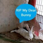 RIP | Cute Baby Bunny Rabbit Video Compilation TikTok 1080p 20 #shorts #devkefacts