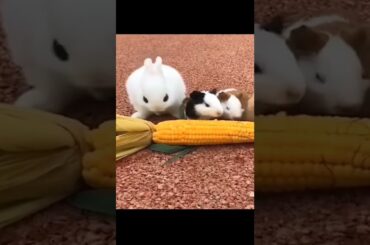 #rabbit | cute animals | funny animals |#short #animals #rebbit