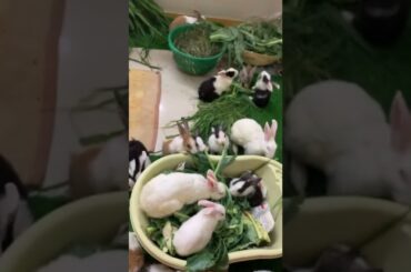 Can pet bunny families live together?#rabbit#bunny#cutest#baby#pets#beautifulbunny