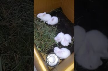 Cute Baby Bunny Dinner Time Now #shorts